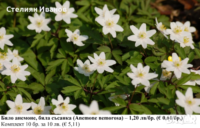 Бяло анемоне, бяла съсанка (Anemone nemorosa) –  коренище