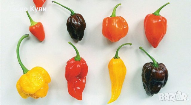 Семена от шестте най-лютите чушки на планетата : 1. Каролина Рийпър (Carolina Reaper) Средна лютивин, снимка 10 - Оранжерии - 31175677