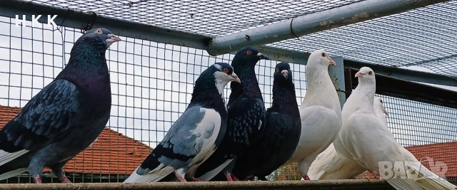 Пазарджишки гълъби 