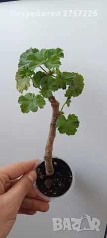 Pelargonium Ю Мерлезон, снимка 2 - Стайни растения - 56514889