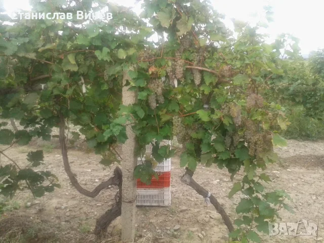Грозде - винени сортове, снимка 7 - Домашни продукти - 55779965