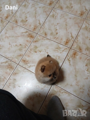 Mini Pomeran, снимка 12 - Померан - 54274482