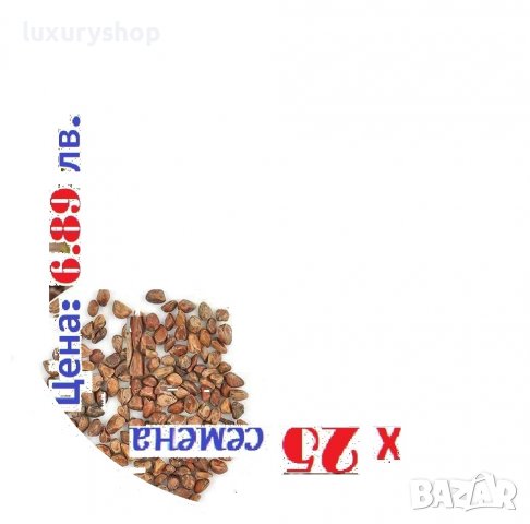 Рядък сорт семена на разноцветна, дъгова, роза,, Rose, Seeds, * 25 семена в пакет - Цена 6.89 лева, снимка 2 - Сортови семена и луковици - 36957219