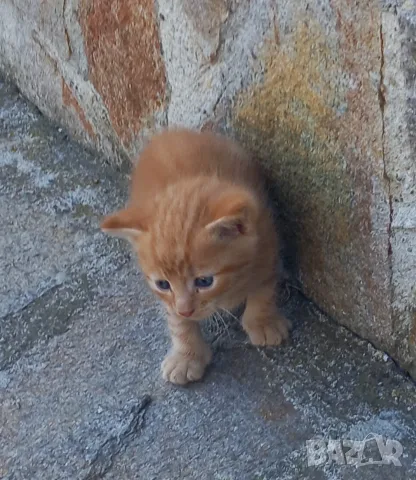 Подаряваме котета., снимка 2 - Други - 54716851