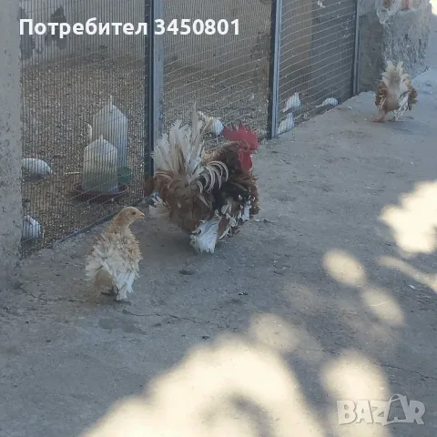 Свободни шабо пилета