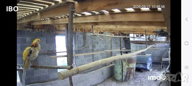 диамантени гугутки шарени жълтозлатни червенозлатни фазани гълъби спортни пощи, снимка 1