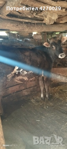 продавам юница на 14 месеца 