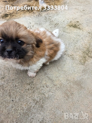 Продавам малки пекинези, снимка 5 - Пекинез - 54083162