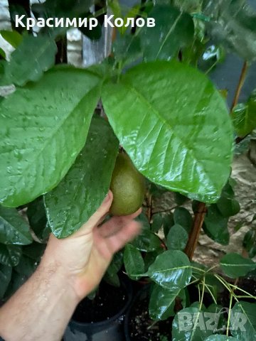Ябълкова гуава, Psidium guajava, растения и семена, снимка 1