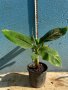 Банан ядлив джудже, Musa acuminata 'Dwarf Cavendish', растения, снимка 1 - Стайни растения - 29764848