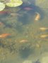 Езерни златни рибки и рибки кои, снимка 1
