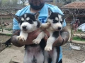 Малки кученца Сибирско хъски, снимка 3