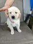 Кученца Голдън ретривър , снимка 5
