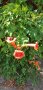 Текома,увивно расение, снимка 1 - Градински цветя и растения - 42598631