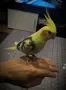 Социализирана женска Корела, снимка 1