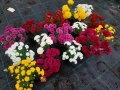 Промопакет хризантеми, снимка 3