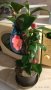 камелия цвете, снимка 1 - Стайни растения - 44269587