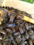 Пчелни майки и отводки сезон 2024 , снимка 5