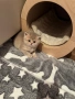 Британски късокосмести, снимка 12