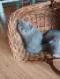 шест малки нинджи,шест топчици любов!, снимка 3