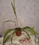 Епифилиум , снимка 3