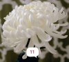 Хризантеми разсад, снимка 1 - Градински цветя и растения - 40869367