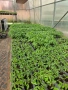 Разсад домати Нови Искър, снимка 1