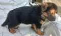 немски овчарки на 2 месеца, снимка 7