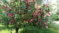 Фейхоа, Ананасова Гуава -Йодно дърво, снимка 1 - Градински цветя и растения - 30182884