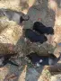 Ловни кутрета гонче, снимка 4