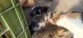 Котенца за грижовни стопани, снимка 7