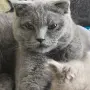 British Shorthair 61 дена, снимка 6