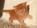 Сибирчета, сибирска котка, сибирски котенца, сибирско коте, хипоалергенни, червено момче, снимка 1