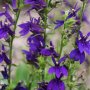 Lobelia speciosa Fan Blue , снимка 2