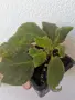 колерия kohleria Rongo , снимка 4