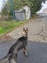 Немска овчарка Сивак за разплод, снимка 7