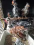 Продавам пиленца Бреговска джинка, снимка 9