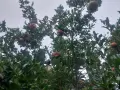Нар домашен за сок, снимка 2