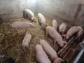 продавам малки прасета, снимка 1