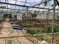 Изкупуване на стоманено-стъклени оранжерии, метални тръби, нарязване и демонтаж! , снимка 2
