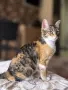 Подарявам котенце , снимка 1