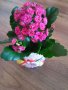 Каланхое 🌺, снимка 1 - Градински цветя и растения - 36765767