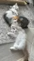 Ангорско Коте + Доставка €60. Домашни Котенца с Хигиенни Навици, снимка 3