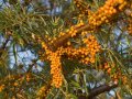 Облепиха (Hippophae) - Растения и Плод, снимка 3