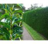 Жив плет гол корен Лигуструм вечнозелен, снимка 1 - Градински цветя и растения - 42425677