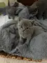 Сиви късокосмести британчета , снимка 9