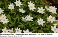 Бяло анемоне, бяла съсанка (Anemone nemorosa) –  коренище, снимка 1