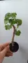 Pelargonium Ю Мерлезон, снимка 2