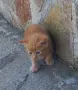 Подаряваме котета., снимка 2