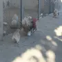Свободни шабо пилета, снимка 1